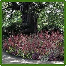 Coral Bells Grows in Shade