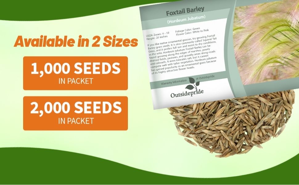 Hordeum Foxtail Barley Seed Packet For Sale