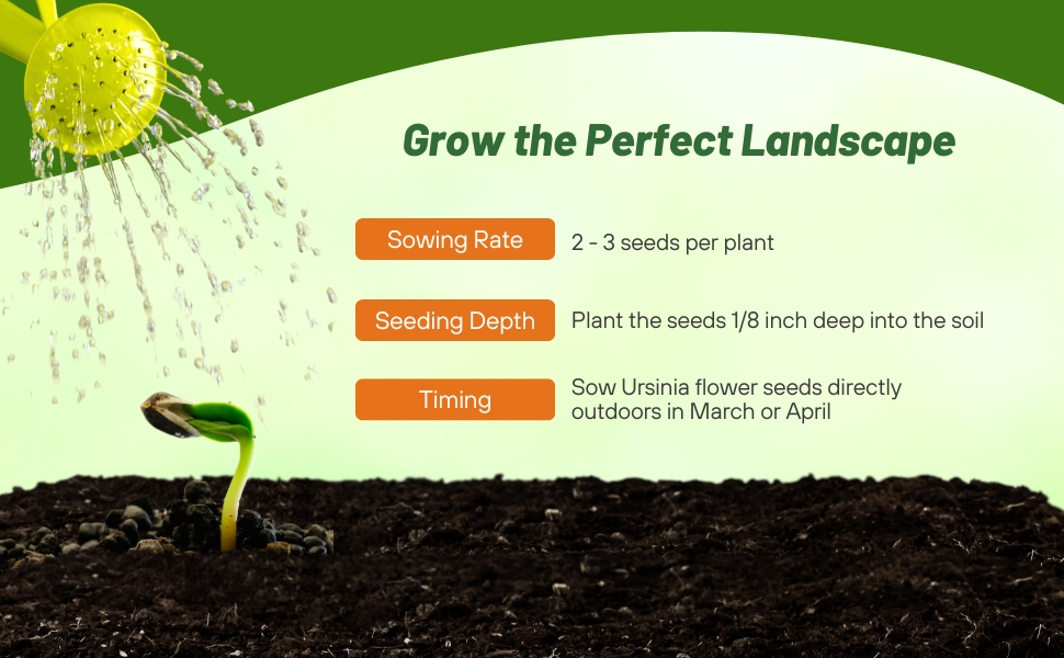 Planting Directions For Ursinia Flower Seeds