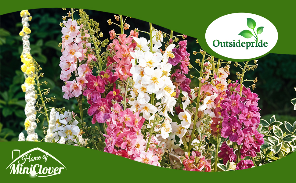 Verbascum Mullein Flower Garden Mixture