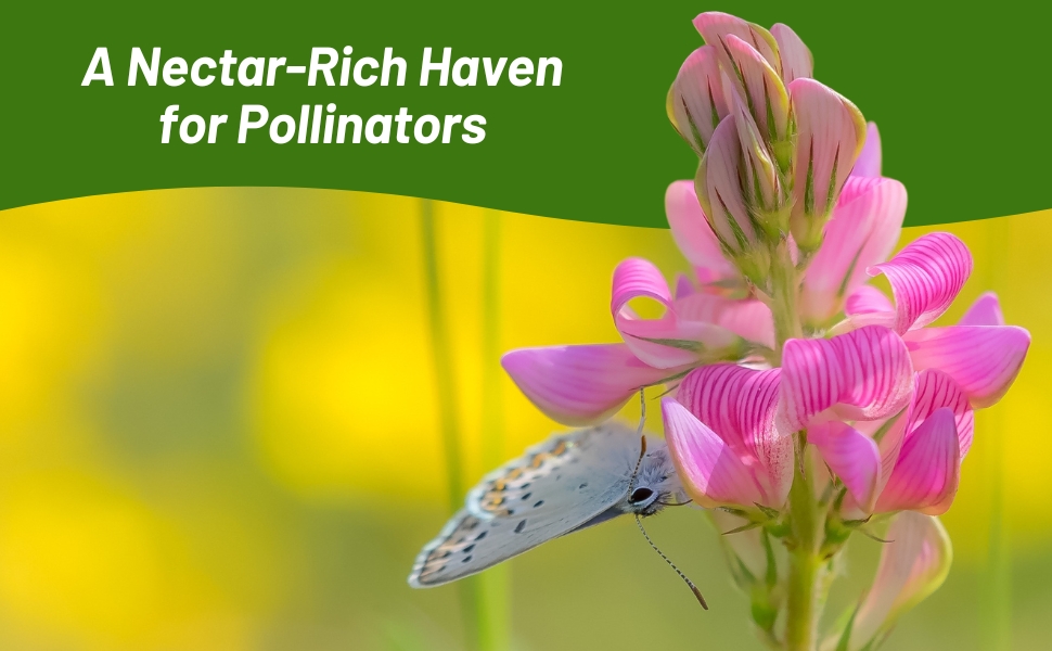Pollinating Butterfly on Sainfoin Flower