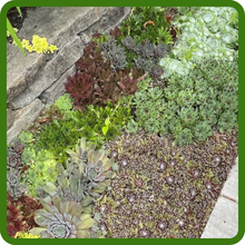 Drought Tolerant, Hardy Succulent Sempervivum