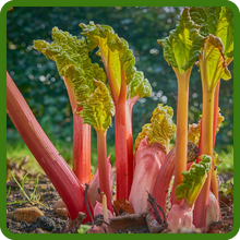 Cold Hard Rhubarb