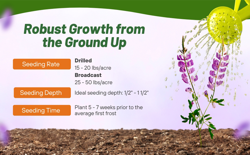 Hairy Vetch Seed Planting Directions