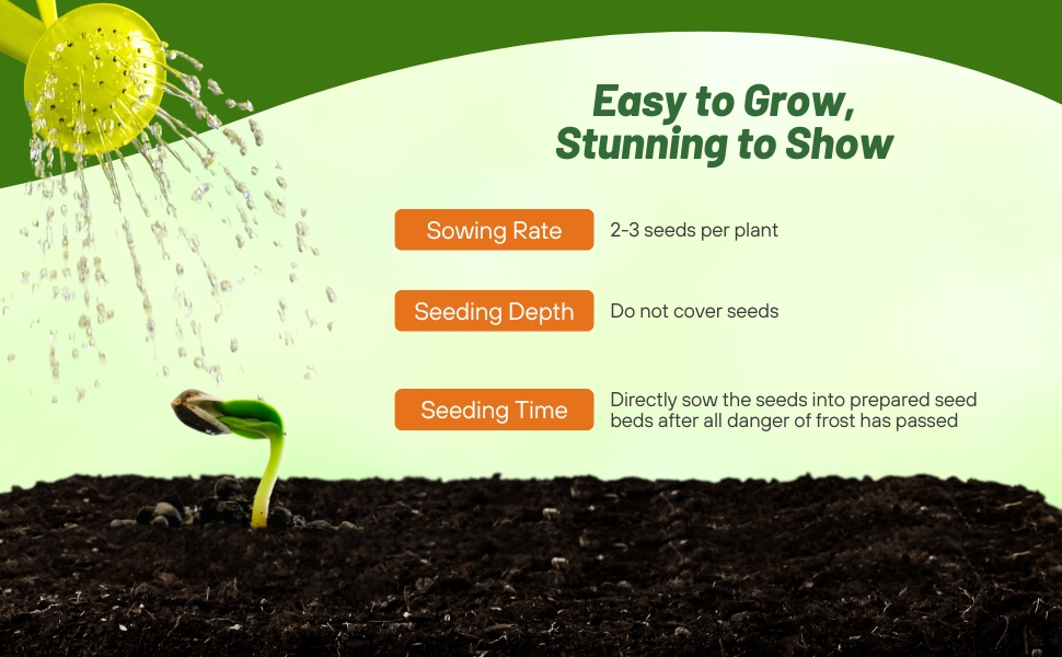 Planting Directions For Tithonia Mexican Sunflower Red Torch Flower Seeds