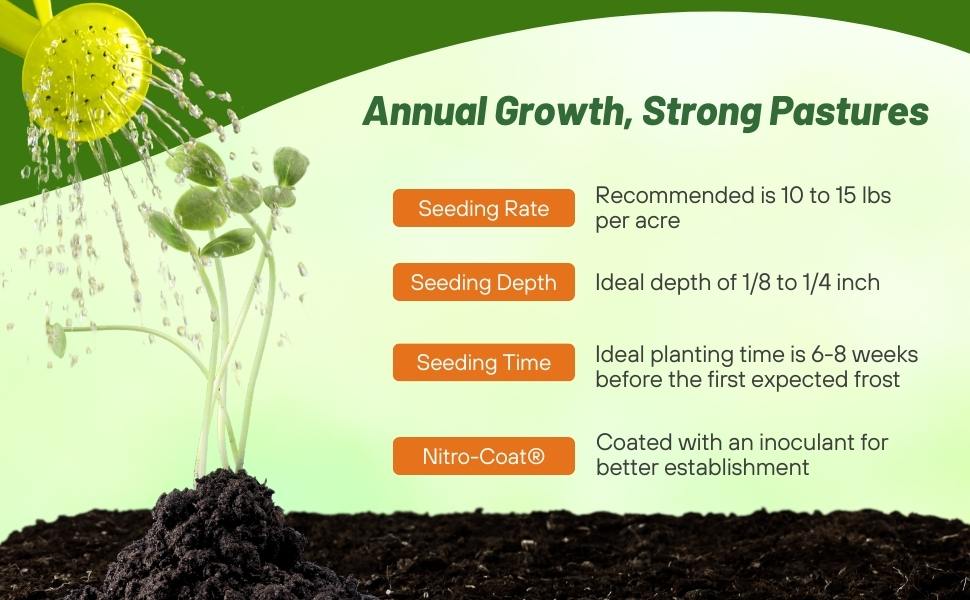 Seeding Rate &amp; Planting Time For Arrowleaf Clover Seeds