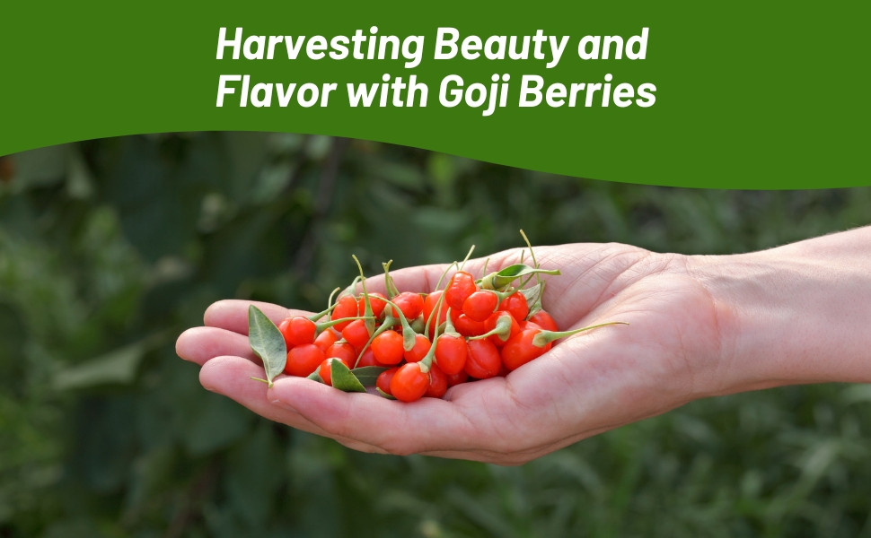 Harvest Goji Berries In Hand