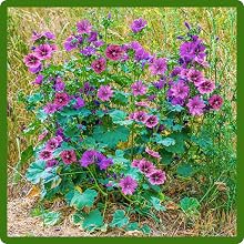 French Hollyhock Plant Grown From Flower Seeds