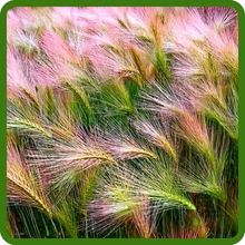 Compact Growth Hordeum Foxtail Barley