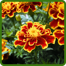 Two Tone Blooms of Tagetes Patula Marigold Flowers