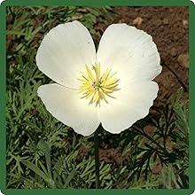 White California Poppy Attracts Pollilnators & Bees
