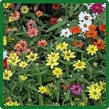 image of flower