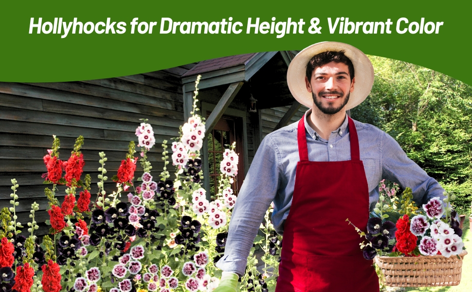 Hollyhock Flower Garden & Cut Flowers in Basket