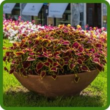 Coleus Thrives in Sun or Shade