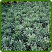 Drought Tolerant Koeleria glauca Blue Hair Ornamental Grass