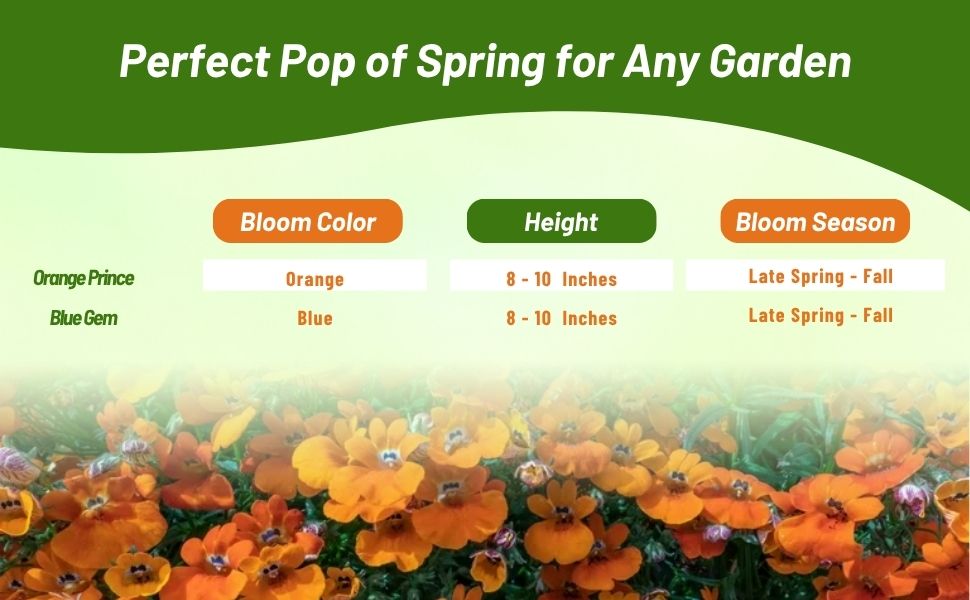 Bloom Color, Height, & Season Chart of Nemesia Flowers