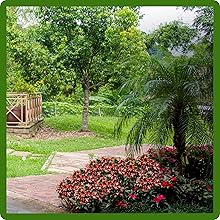 Orange & White Impatiens Flower Bed