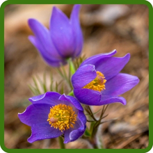 Drought Tolerant Anemone Plants