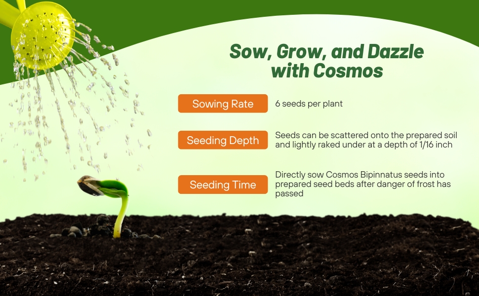 Planting Directions For Cosmos Sensation Dazzler Flowers