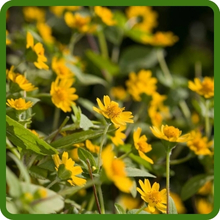Melampodium Derby Long Yellow Flowering Bloom Season