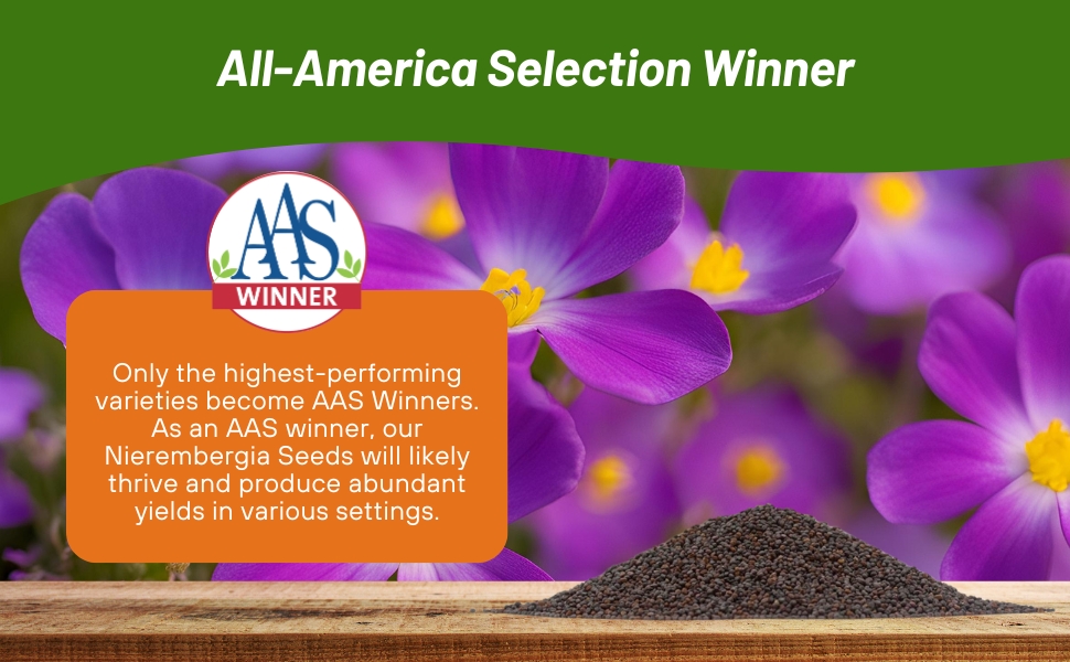 All American Selection Winner Nierembergia Flowers