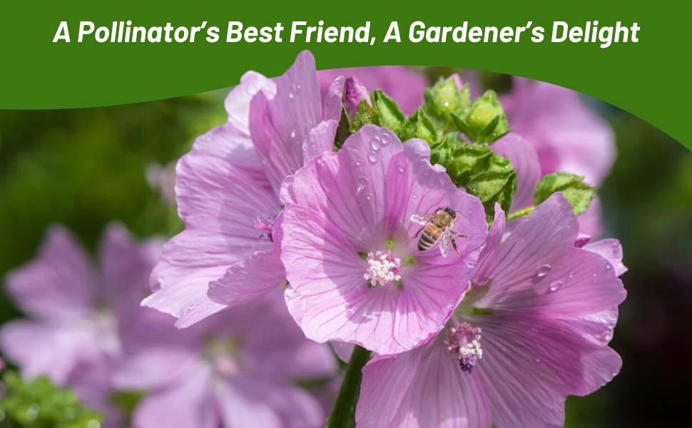 Pollinating Bees on Musk Mallow Flower