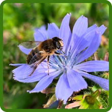 Pollinating Bee on Chicory Flower