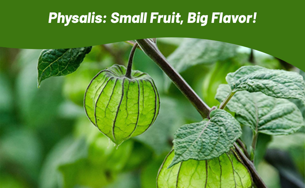 Green Foliage of Physalis Plants