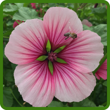 Malope Attracts Beneficial Pollinators
