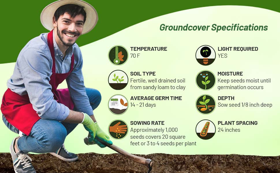 Planting Directions for Meadowfoam Poached Egg Plant Flower Seeds