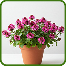 Prunella Rose Container Plant