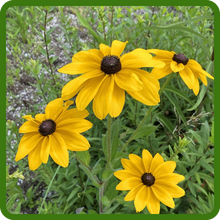 Drought Tolerant Gloriosa Daisy Indian Summer