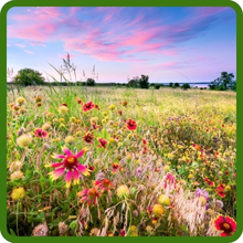 Native Texas Oklahoma Wildflower Mixture