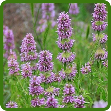 Resilient and Self-Seeding Lemon Bee Balm Monarda