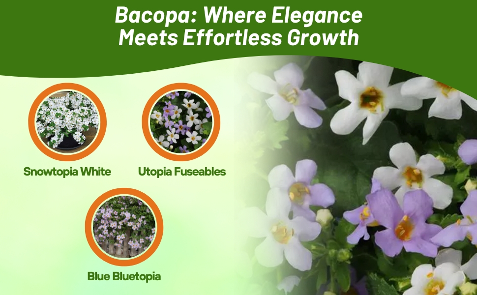 Snowtopia, Bluetopia, & Utopia Bacopa Flower Seed Mix