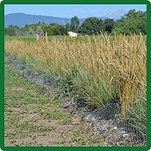 Sideoats Grama Native Grass For Erosion Control