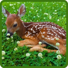 Perennial Clover &amp; Alfalfa  Food Plot Seed Mix