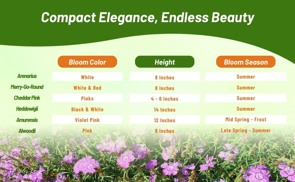 Bloom Season, Color, & Height Chart For Dianthus Flowers