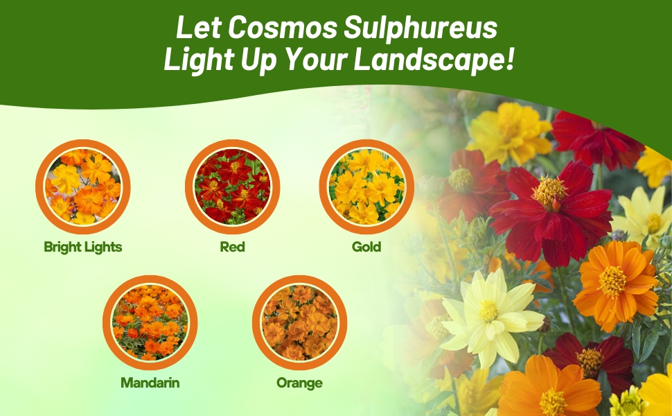 Five Varieties of Cosmos Sulphureus Flowers