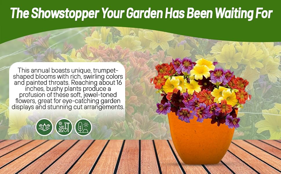 Painted Tongue Flowering Container Plant