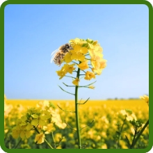 Brassica Field Attracting Pollinators