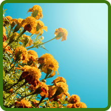 Heat Tolerant Tagetes Patula French Marigolds