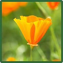 California Poppy MIssion Bells Fine, Featherey Foliage