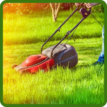 Switchgrass For Full Sun To Partial Shade