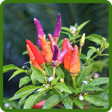 Fast Growing Ornamental Pepper Plants