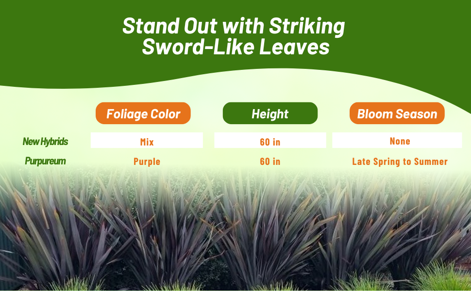 Phormium Foliage Colors & Bloom Season Chart