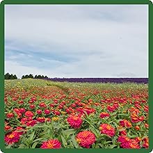 Self-cleaning Zinnia Profusion Double Hot Cherry Flowers