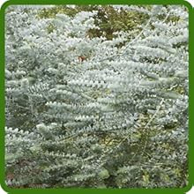 Perennial Eucalyptus Silver Dollar