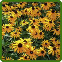 Echinacea paradoxa Yellow Coneflower For Landscaping
