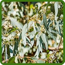 Eucalyptus Foliage Turns Color